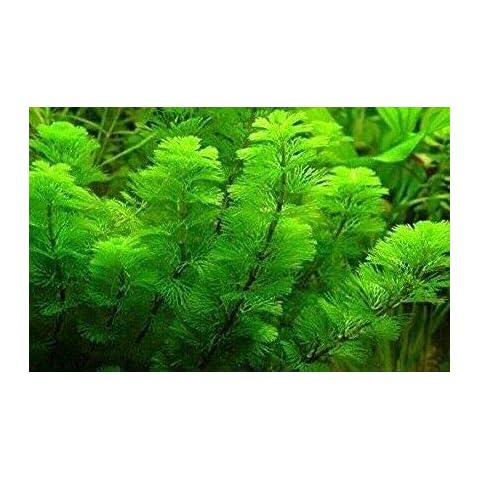 TruBlu Supply Green Cabomba Live Aquarium Plant Freshwater - Buy 2 Get 1 Cover