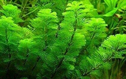 Green Cabomba Live Plant
