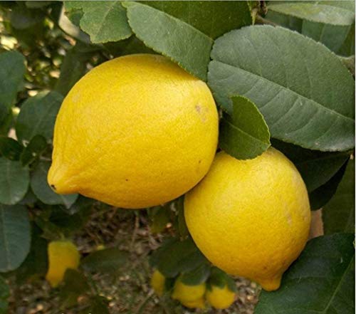 20Pcs/Bag Lemon Seeds Fruit Tree Bonsai Seeds Edible Tangerine Citrus Fruit Dwarf Lemon Tree Indoor Plant Seeds for Home Garden