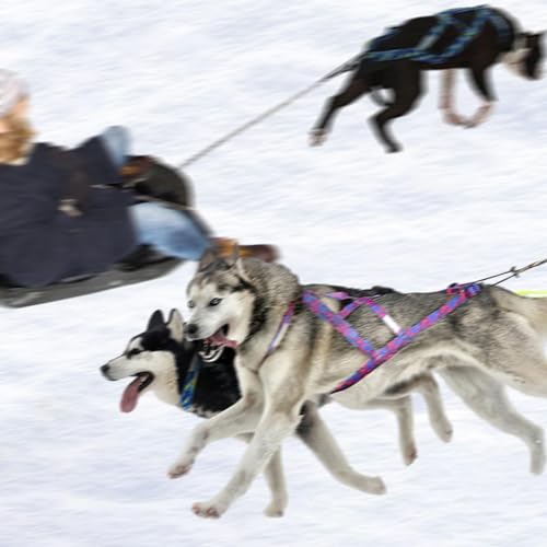 Colcolo Hunde-Laufgeschirr, Zuggeschirr, Geschwindigkeitstraining, Sport, Profi, Schlittengeschirr, Blau M