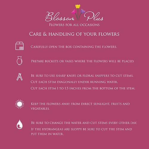 40 Stems | Fresh Cut Natural Blue Hydrangeas | Farm Direct | Premium Hydrangeas At Wholesale Price | Ideal For Weddings And Floral Decorations | Beautiful Hydrangeas | Blossom Plus #TOP3