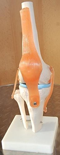 Produktbild von MedMod Anatomie-Skelett-Modell Kniegelenk – Lebensgroß, Beweglich, Mit Bändern, Auf Ständer (ca. 31 Cm)