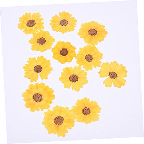 Flores Margaritas Secas COHEALI 24pcs para Manualidades miniatura 7