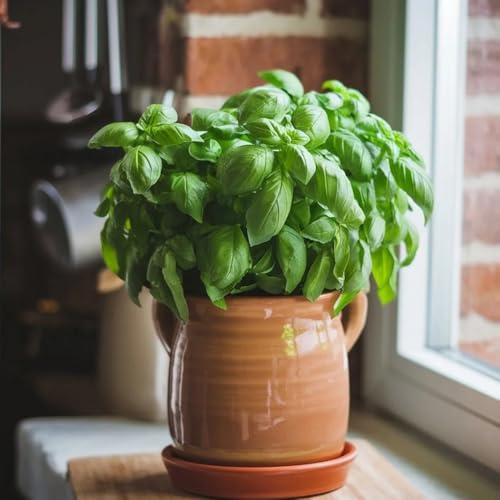 Basil Seeds, Well-Drained Soil, Sun Loving Variety, Window Box Growing, Landscape Herb 400pcs