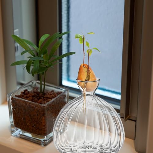Kit de germination d'avocat en verre, le cadeau éco-responsable idéal - 5