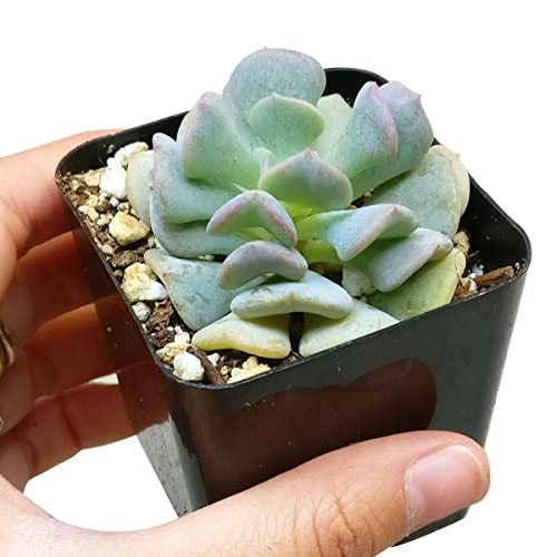 Echeveria Cubic Frost Purple Succulent (2 Inch) #TOP1
