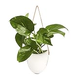 Shop Succulents | Hanging Ceramic Planter with Leather Strap with Live Pothos Houseplant Included