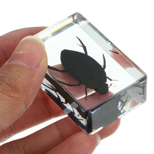Insectos en resina para escuelas que buscan material irrompible 4
