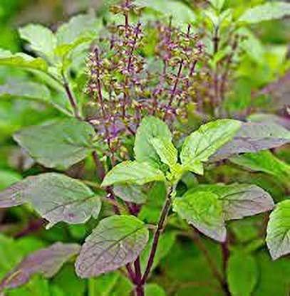 SKYCOM Tulsi Plant (Hybrid, Pack of 1) (B099WLSHJJ) Amazon Price History, Amazon Price Tracker