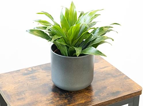 Planta Dracaena Compacta Natural Viva de Interior muy Decorativa ...