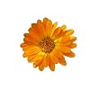 250 zaden goudsbloem Calendula officinalis- medicinale plant/olie-extractie/zalven