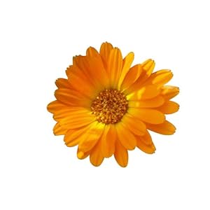 250 zaden goudsbloem Calendula officinalis- medicinale plant/olie-extractie/zalven