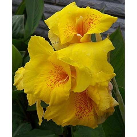 3Pcs Bright Yellow Canna Lily Bulbs, Multiple Petals, Rare Flower Varieties, Fragrant Robust Canna Bulbs, Year-Round Planting, Autumn Potted Plants, Bonsai Perennial Bulbs Cover