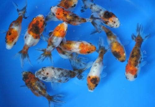 3 Pack Live sm. Calico Ranchu Goldfish for Aquarium Fish Tank or Pond