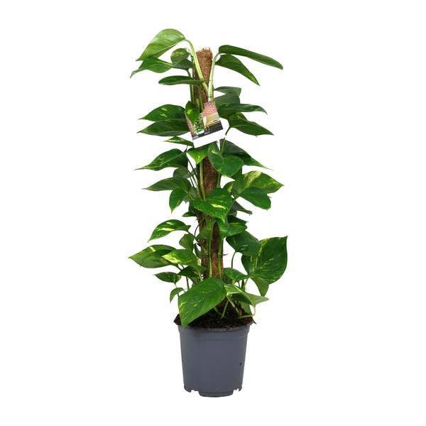 Efeutute Scindapsus Epipremnum – Ø 19 cm – 80 cm – łatwa w pielęgnacji roślina pnąca i oczyszczająca powietrze roślina pokojowa – duża zielona roślina do salonu, biura i ogrodu zimowego