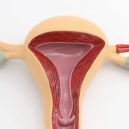 Modèle d'anatomie génitale féminine Modèle d'enseignement médical génito-urinaire de l'utérus