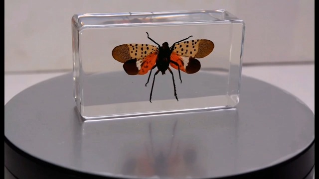 Image of 72mm Real Spotted Lanternfly Cicada w /Open Wings in Crystal Clear Lucite Resin Specimen Preserved Insect Taxidermy Crafts Collection for Biology Science Education & Desk Display Supplies