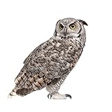 Breites Anwendungsspektrum: Aufkleber eignen sich zum Dekorieren von Motorrädern, Computern, Mobiltelefonen, Tablets, Schutzhelmen, Lastwagen, Fenstern, Fahrzeugen, Koffern, Kühlschränken, Möbeln usw.