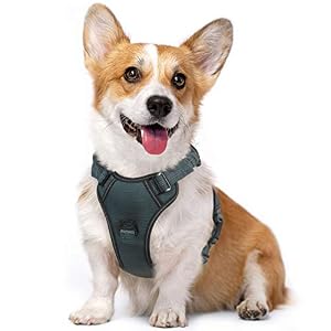 Rabbitgoo Dog Harness No Pull Dog Vest Harness with Shock Absorbing Bungee Straps Adjustable Dog Walking Harness with Easy Control Handle Reflective Pet Vest Harness for Large Medium Size Dogs
