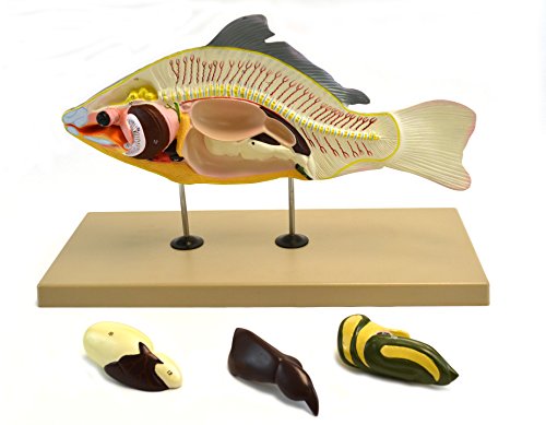 Image of Eisco Labs Model, Fish (Carp), 16 inch Long - Removable Air Bladder, Intestine, Stomach