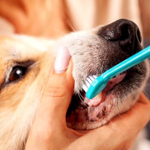 Kit com 2 Escovas de Dente para Pet Anti-tártaro| Dupla Face | Para Cães e Gatos | Cabo Longo 21,5cm