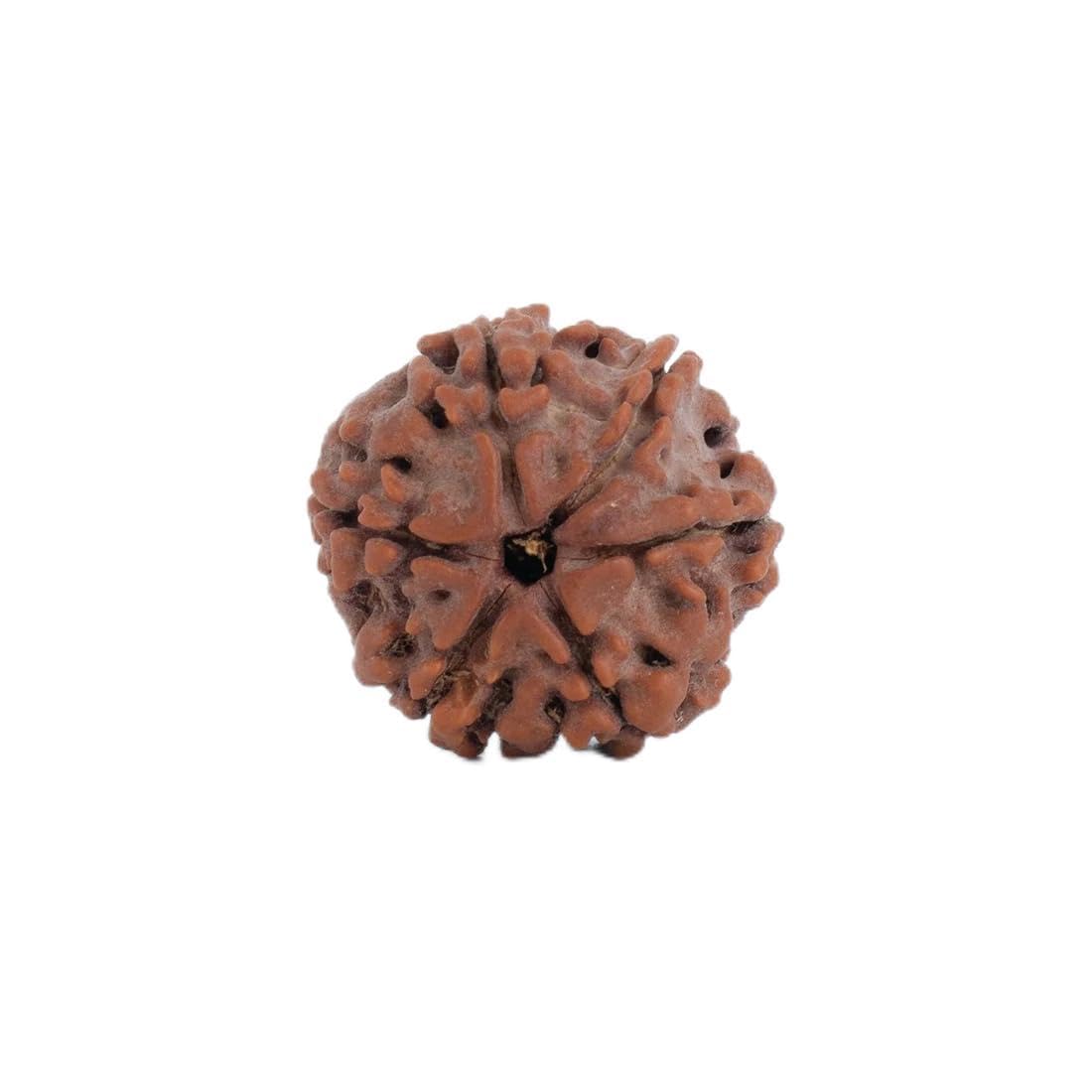 Rudraksha 6 Mukhi aumenta la concentración y la confianza personal
