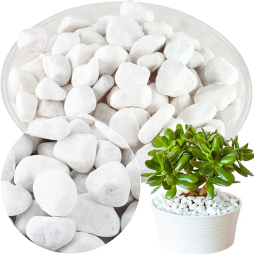 11Lbs Natural River Rocks for Plants 1''-2'' Large Landscaping Garden Stones White Aquarium Gravel for Decorative Pebbles for Indoor Outdoor Planters, Big Terrarium Rocks in Bulk, Home Decor