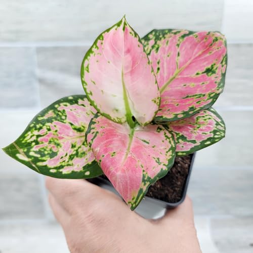 Aglaonema Live Plant Pink Lady Valentine -Chinese Evergreen Live Plant