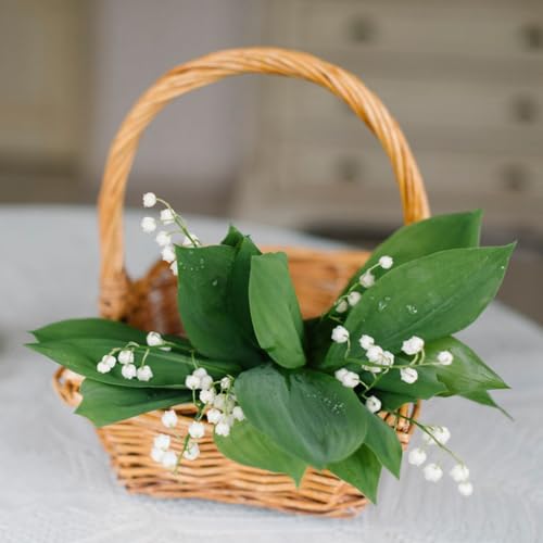 10 Pc Cebollas De Lirio De Los Valles - Flores Frescas, Adornos De Jardín Para Exterior (Convallaria Majalis) Bulbos De Flores Perennes, Resistentes, Flores De Primavera. Flores De