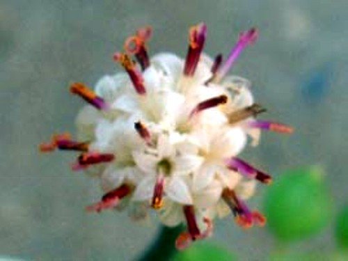 Football Plant - Senecio Radicans - 6" Hanging Basket - Succulent #TOP3