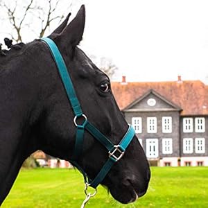 Pferdelinis Halster voor warmbloed, volbloed, koudbloed, pony, stalhouder, wilgenhouder, 2-voudig verstelbare gespen…