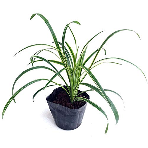 フイリヤブラン　ポット苗　1000ポット 楽天市場】フイリヤブラン 苗 斑入りヤブラン 10.5cmポット(3.5