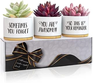 Easymoo Birthday Gifts For Her,Gifts For Women,50th Birthday Gifts For Women,Gift Box for Her Best Friend,Sister Gifts,Gifts For Women Birthday Unique Awesome Succulent Pot 3 PCS