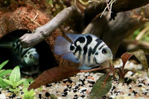 How long do cichlid fish live