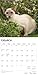 Siamese Cats | 2026 12 x 24 Inch (Hanging) Monthly Square Wall Calendar | Plastic-Free | BrownTrout | Animals Kittens Feline