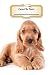 Carnet De Notes: Cocker Spaniel Anglais | Chiot ou Chien | A4 139 Pages Avec Papier Quadrillé 5 x 5 mm | Cahier d'exercices | Cahier d'écolier | Graph Paper Journal | Notebook | Espace pour votre nom