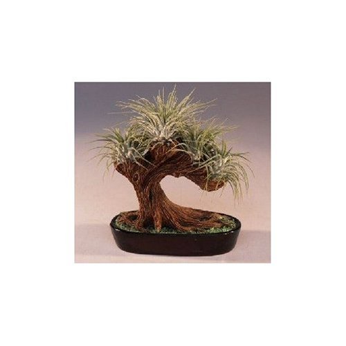 SKG finds fascinating BONSAI AIR PLANT TREE Grocery