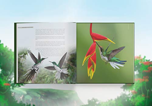 Joias Aladas: os incríveis beija-flores da Serra da Canastra