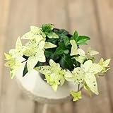 efeutute zimmerpflanze winterharte für draußen, balkonpflanzen winterhart efeu dachbegrünung garten efeutute pflanzensamen 55samen