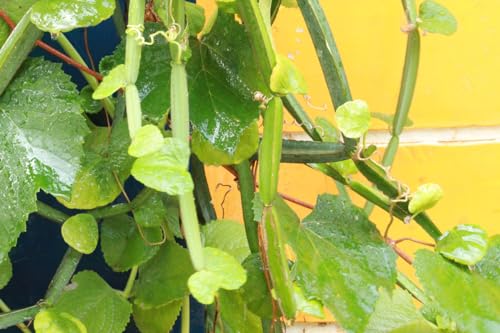 Veldt Grape live plant for medical plant live for Home Garden Pack of 1