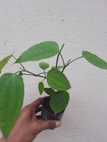 Basor Lata Scarlet Clock Vine (Thunbergia Coccinea) Vine Flower healthy plant by greEen earth™