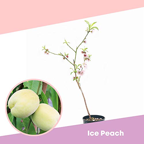Peach ICE PEACH® - Fruit tree for small spaces - Azienda agricola Carmazzi