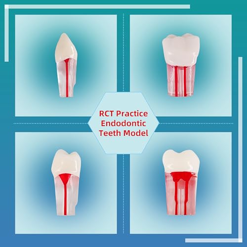 Image of 28PCS Dental RCT Root Canal Practice Model | Full-Mouth Typodont Kit | Each Tooth Position Drill for Dental Students & Training Facilities