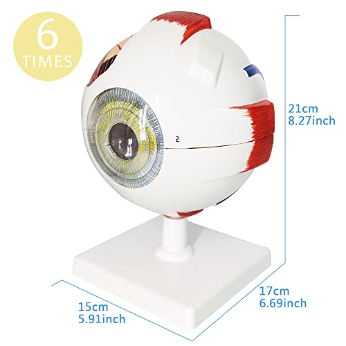 Image of EVOTECH SCIENTIFIC Human Eye Anatomy Model, 6 Parts 6X Enlarged Eyeball Anatomical Model Shows Optic Nerves Cornea Iris Lens and Vitreous Body with Removable Stand for Medical Classroom Teaching Study