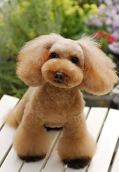 Amazon.co.jp: トイ・プードル 最新ヘアアレンジBOOK (別冊家庭画報) : 本