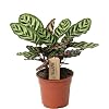 Plant in a Box – Calathea Makoyana – Bidplant – Tropische Kamerplant – Pot 17cm – Hoogte 40-50cm
