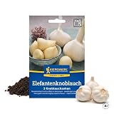 Kiepenkerl Elefantenknoblauch Steckzwiebeln, Allium ampeloprasum, Riesenknoblauch für 3 Pflanzen, mild-süßlicher Geschmack, große Knollen, Freiland, Ernte August bis September