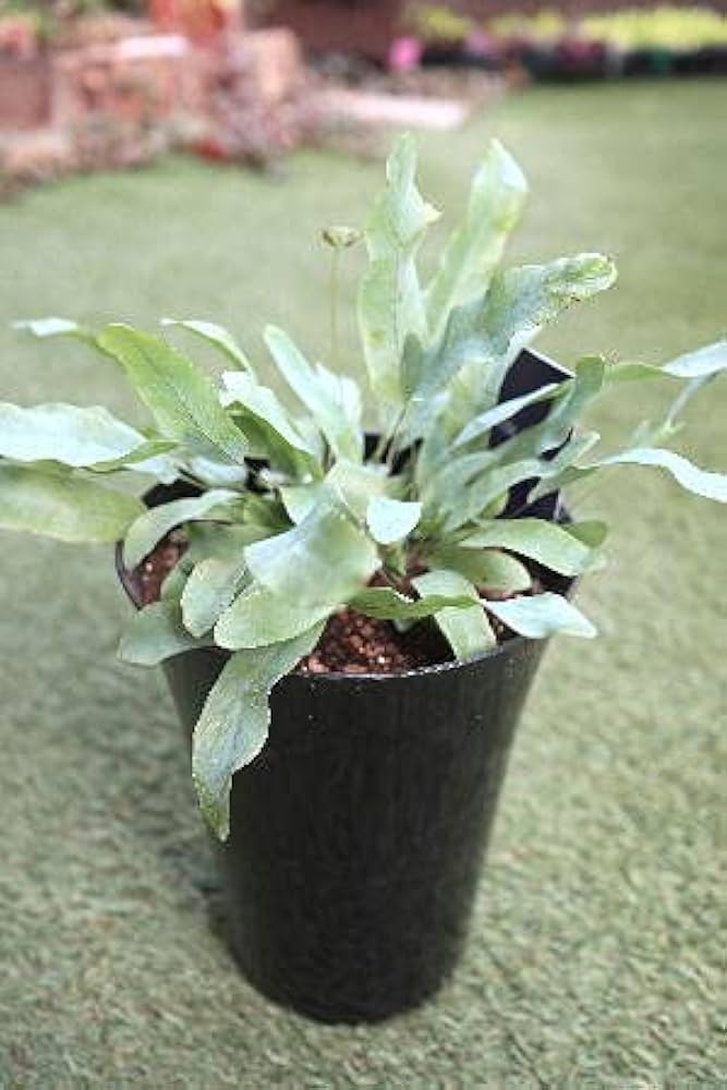 Amazon.co.jp: 観葉植物 シダ植物 プレポディウム 6号プラ鉢