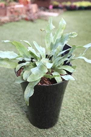 Amazon.co.jp: 観葉植物 シダ植物 プレポディウム 6号プラ鉢