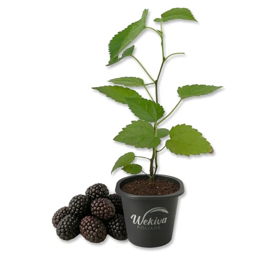 Illinois Everbearing Mulberry Tree - 1 Live Starter Plant - Morus - Edible Fruit Tree for The Patio and Garden
